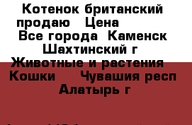 Котенок британский продаю › Цена ­ 3 000 - Все города, Каменск-Шахтинский г. Животные и растения » Кошки   . Чувашия респ.,Алатырь г.